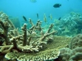 Tái tạo san hô để bảo vệ tôm hùm giống