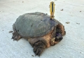 Giải cứu rùa 70 tuổi bị tua vít đâm