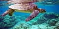 Rùa biển Việt Nam đối mặt nguy cơ tuyệt chủng