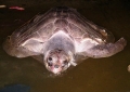 Rùa biển chết trôi dạt vào gành đá xã Nhơn Hải