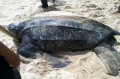 Bắt được rùa luýt quý hiếm
