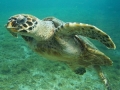Hải quân Philippines giải cứu gần 100 con rùa biển