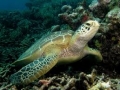Thả 3 cá thể rùa quý hiếm có nguy cơ bị tiệt chủng