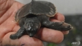 Indonesia cứu được hơn 8.000 cá thể rùa mũi lợn