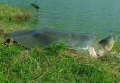 Tổ chức quốc tế phản đối đưa rùa Đồng Mô về hồ Gươm