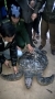 Quảng Trị: Thả rùa biển quý hiếm về đại dương