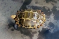 Hà Tĩnh: Đi câu, bắt được rùa vàng quý hiếm nặng 3,3kg giá trăm triệu