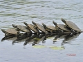 Rùa nhảy ba lê giữa hồ