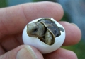 Rùa có thể tự chọn giới tính từ trong trứng