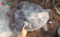 Thừa Thiên Huế: Rùa biển quý hiếm lạc vào hồ nuôi tôm