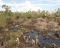 Rừng U Minh Hạ có nguy cơ nhiễm mặn