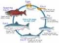 Vòng đời thú vị của cá hồi Alaska