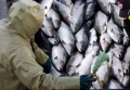 Xuất khẩu cá hồi Na Uy giảm nhẹ