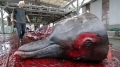 Nhật bị Liên Hợp Quốc buộc phải ngừng săn cá voi