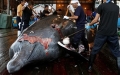 Nhật Bản dự định tiếp tục những chuyến săn cá voi đẫm máu