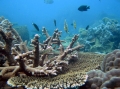 Bảo vệ san hô bằng cách không phá rừng