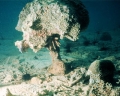 Khí thải carbon dioxide tăng cao sẽ phá hủy các rạn san hô