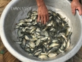 “Gia Cát Lượng” ở Bắc Giang 24 năm làm nghề ương cá giống