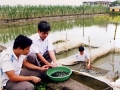 Tuyên Quang: Sản xuất cá lăng chấm bằng phương pháp nhân tạo