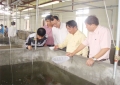 Đầu tư Khu sản xuất giống thủy sản tại Huyện Phù Mỹ