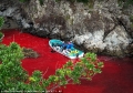 Những hình ảnh đầy ám ảnh về mùa săn cá voi tại Nhật Bản