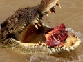 Săn cá sấu sẽ tạo động lực xấu cho “các hành vi độc ác"
