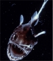 Những "quái vật biển" đáng sợ nhất hành tinh