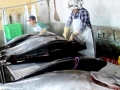 Sớm chứng nhận sản phẩm cá ngừ vằn đạt chuẩn
