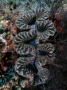 Loài sò khổng lồ nặng 3 tạ của Việt Nam