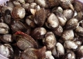 Bình Thuận: Từ 1/4 đến cuối tháng 7/2012: Cấm khai thác nhuyễn thể 2 mảnh vỏ
