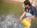 Cần Thơ: Khôi phục thế mạnh nghề nuôi cá tra