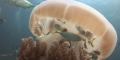 Cá nhỏ thông minh xin sứa khổng lồ bảo vệ
