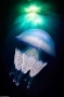 Ngất ngây với vẻ đẹp tuyệt mỹ của loài sứa biển sâu