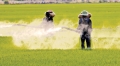 Ảnh hưởng thuốc diệt cỏ glyphosate đối với cua