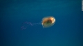 Bức ảnh độc về chú cá bị “nhốt” trong bụng sứa