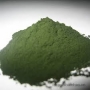 Mô hình nuôi tảo xoắn (Spirulina)