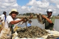 Trà Vinh: Dạy nghề nuôi thủy sản cho nông dân