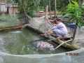 Tây Ninh nuôi cá liên kết sản xuất làm giàu