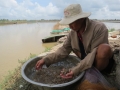 Đồng Tháp: Gỡ khó cho vùng chuyên canh tôm càng xanh