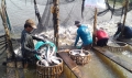 Có hiện tượng thương lái Trung Quốc thu mua cá tra nguyên liệu