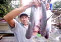 Cần Thơ: Cá tra… còn loài cá nào ngon hơn?