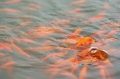 Thả cá giống xuống sông Sài Gòn