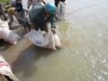 Dak Lak: Dành 345 triệu đồng mua cá giống thả bổ sung nguồn lợi thủy sản