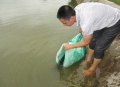 Bắc Giang: Triển vọng từ mô hình nuôi cá rô phi theo VietGAP gắn với tiêu thụ sản phẩm