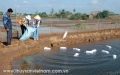 Băn khoăn xuống giống vụ mới