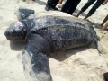 Khánh Hòa: Thả rùa da quý hiếm về biển