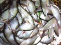 Huyện Tuy An: Nghiệm thu mô hình nuôi thử nghiệm cá thát lát cườm