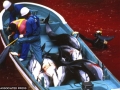 "Đại chiến" Nhật-Úc về săn cá voi ra tòa án quốc tế