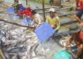 Hội nghị về sản xuất tiệu thụ cá tra 6 tháng đầu năm 2014