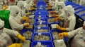 Nhà xuất khẩu tôm Ấn Độ : EU sẽ không thực hiện lệnh cấm